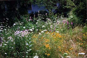 A natural landscape in a front yard.